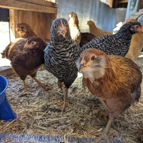 Several chickens stand together inside a coop with straw bedding.
