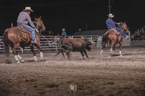 Two cowboys on horseback rope a steer in an arena at night.