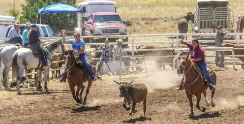 Riders on horseback herd a calf in an outdoor arena.