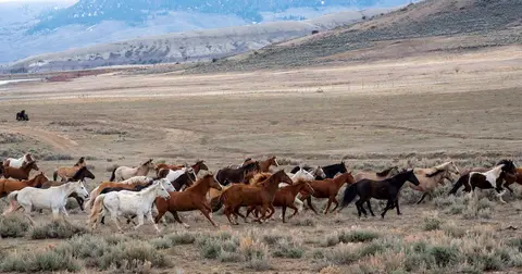 A large herd of horses running across an open landscape with hills in the background.
