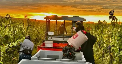 People harvesting grapes in a vineyard at sunset.