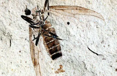 A close-up photograph of an insect fossil embedded in rock.
