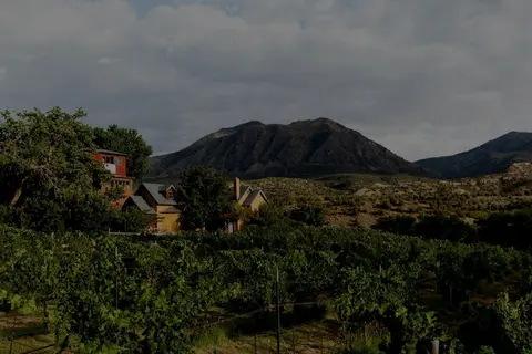 A vineyard in front of buildings with a large mountain in the background.