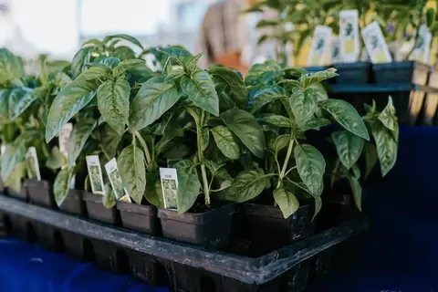 Small potted plants are arranged in a black plastic tray on a table.
