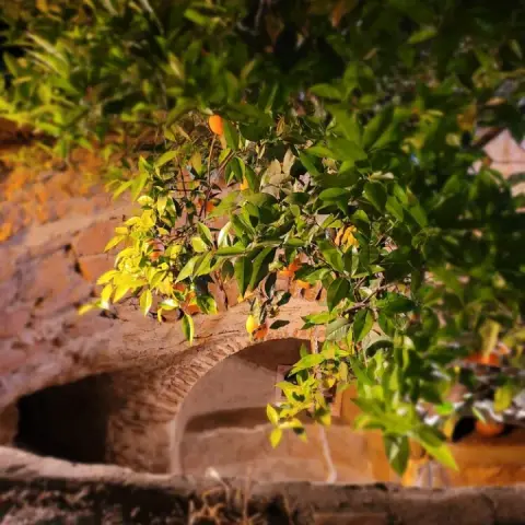 A tree with green leaves and small orange fruits in front of a stone wall with an arched opening.