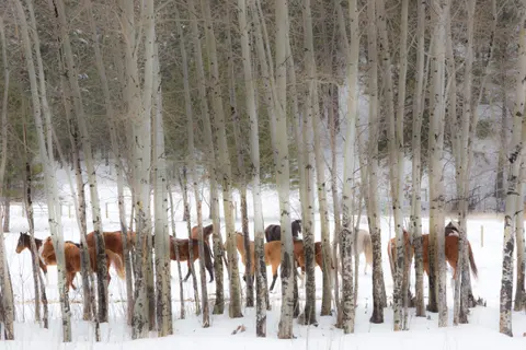 Horses stand in a snowy field behind a grove of thin trees.
