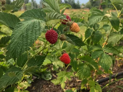 A close-up shot of ripe raspberries growing on a bush in a garden.