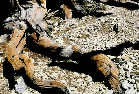 Weathered wood at Ancient Bristlecone Pine Forest.