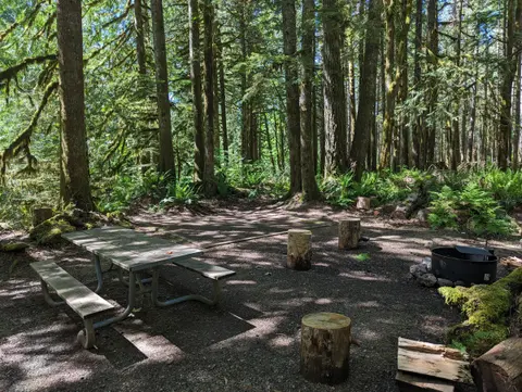 A campsite with a picnic table, fire ring, and tree stumps in a forest.