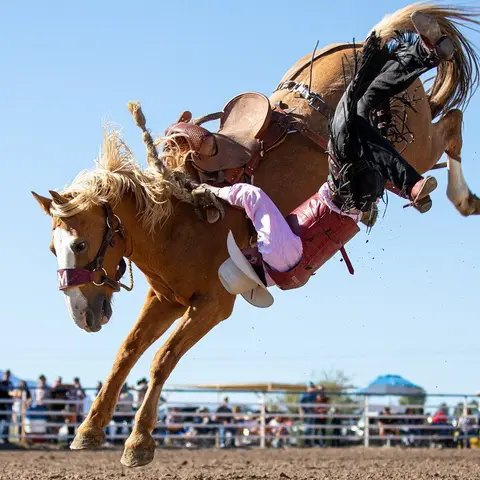 A bucking horse throws its rider into the air at a rodeo.