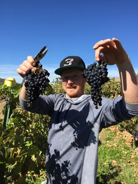 A man holding up two bunches of grapes in a vineyard.