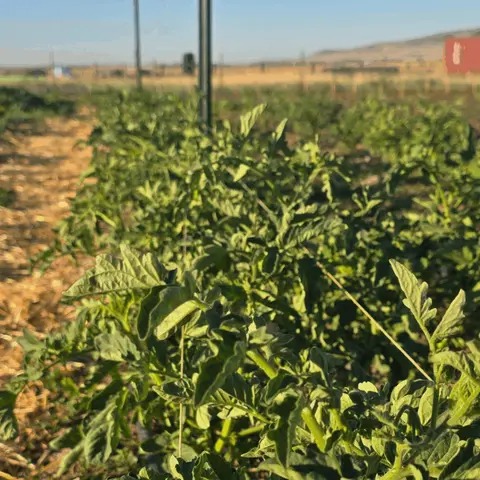 Rows of green plants growing in an outdoor field.