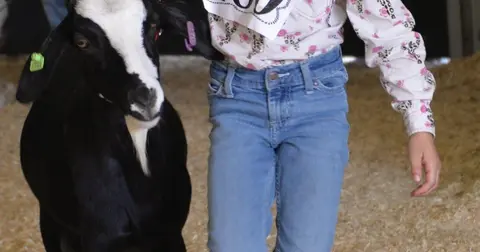 A child leads a black and white goat through a livestock show arena.