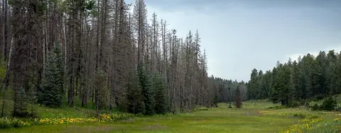 A forest landscape with dead trees and green vegetation.