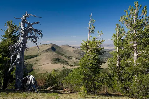 A scenic landscape view featuring trees and hills under a clear blue sky.