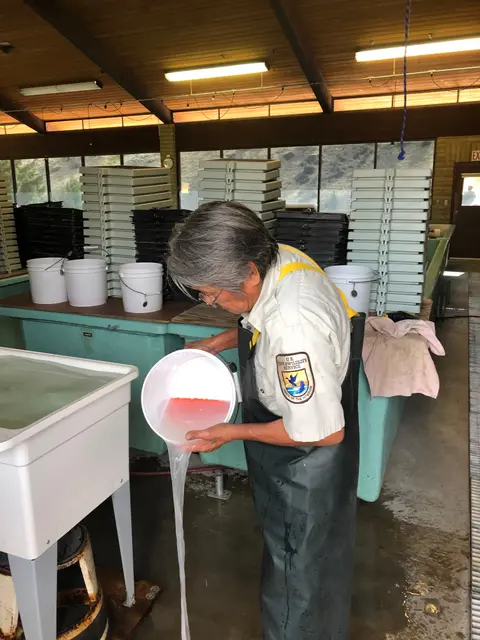 A person in waders pours water and eggs from a bucket into a tank indoors.