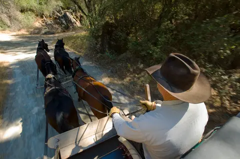 A person drives a horse-drawn carriage along a dirt path.