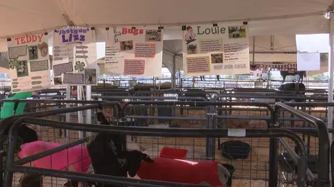 An interior tent space with livestock pens and information signs hanging above them.