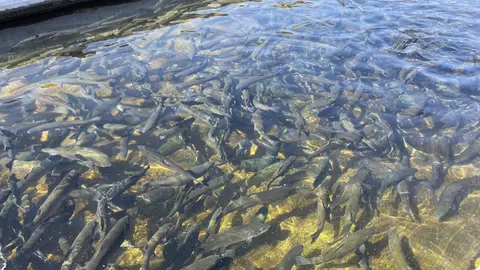 A large group of fish swims together in shallow water.