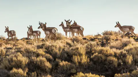 A herd of pronghorn stands on a grassy ridge.