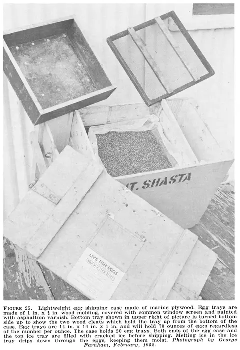 A historic photograph showing a lightweight egg shipping case with trays and live fish eggs.