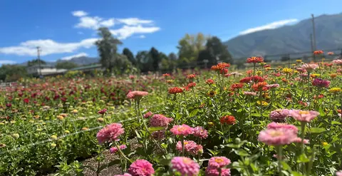 A field of colorful flowers blooming under a bright blue sky with mountains in the background.