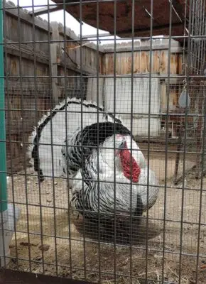 A large white and black turkey inside a wire enclosure.