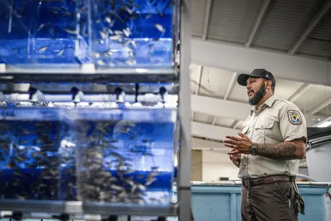 A man in a uniform stands inside a facility next to rows of tanks filled with fish.