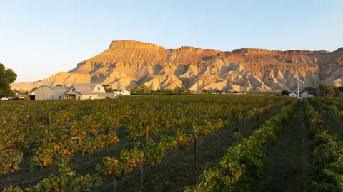 A vineyard with rows of grapevines sits below a massive mountain ridge under a clear sky.