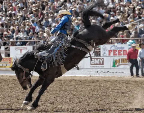 A cowboy rides a bucking horse at a rodeo in front of a crowd.
