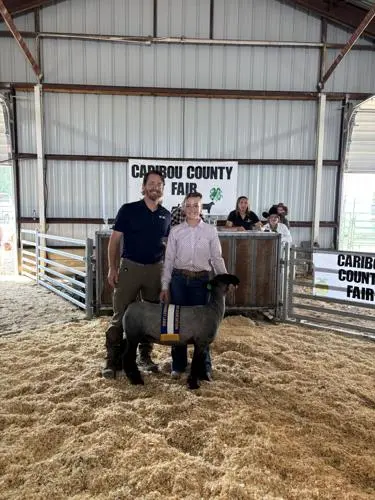 A person poses with a sheep in an indoor livestock arena.