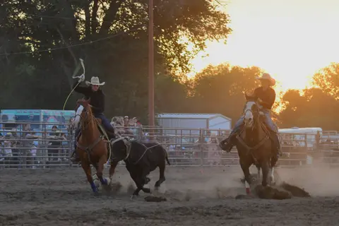 Two cowboys on horses chase a calf in a rodeo arena.