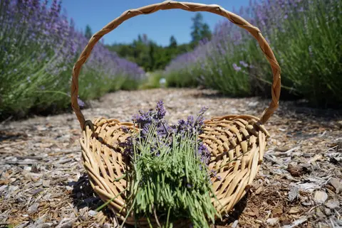 A basket filled with freshly harvested lavender sits on the ground in a field.