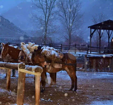 Pack animals stand in a snowy corral during a snowfall.