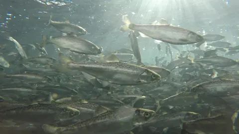 An underwater view showing a large school of fish swimming near the surface.
