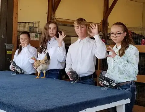 Four young people stand behind a table with chickens inside a building.
