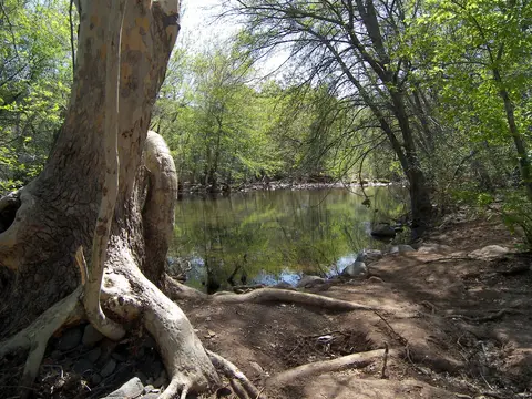 A tree with exposed roots stands beside a calm river surrounded by lush green trees.
