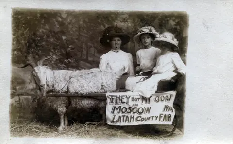 1914 goat cart, Latah County Fair.