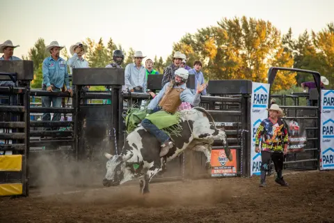 A cowboy rides a bucking bull in an outdoor rodeo arena while spectators watch.