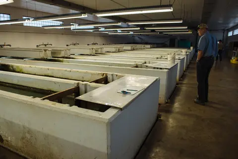 An indoor room filled with long concrete troughs and a man standing nearby.