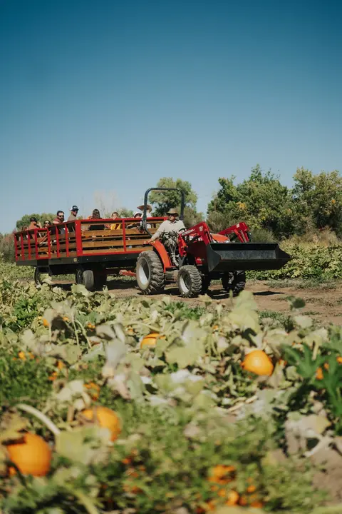 A red tractor pulls a hayride through a pumpkin patch.