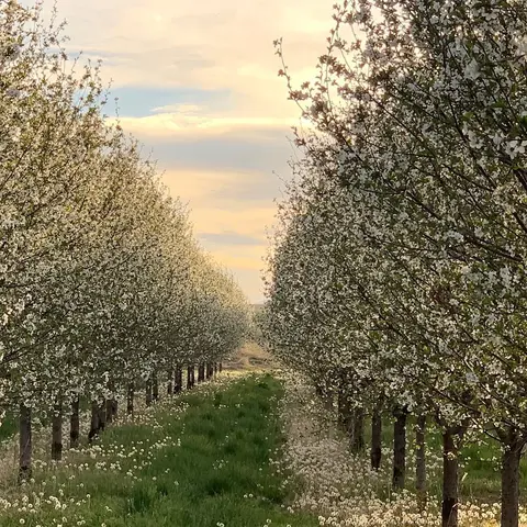A view down a row of blooming fruit trees at sunset.