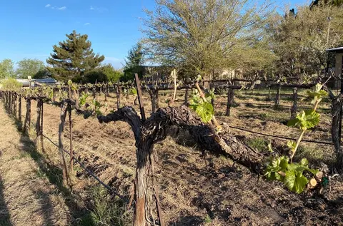Rows of grapevines grow in a vineyard under a clear blue sky.