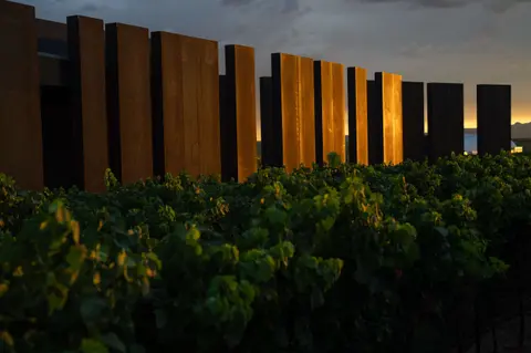 A row of tall vertical metal panels stands behind a vineyard at sunset.
