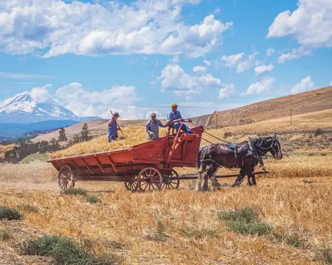 A horse-drawn wagon loaded with hay in a field with a snowy mountain in the background.