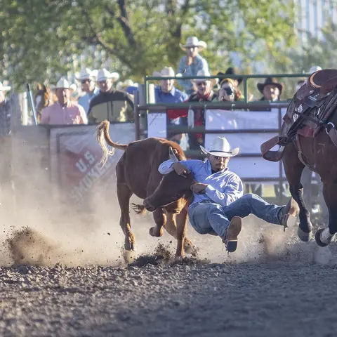 A cowboy wrestles a steer in an arena during a rodeo event.