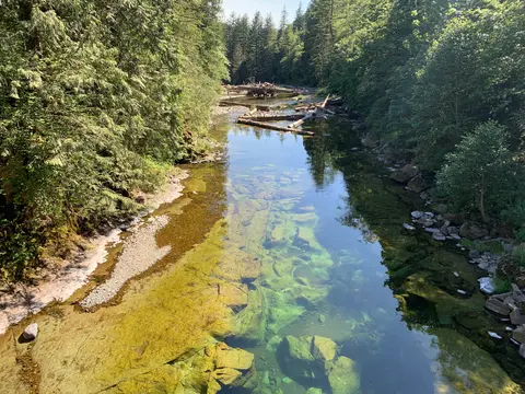 A clear river flowing through a lush forest with visible rocks and logs.