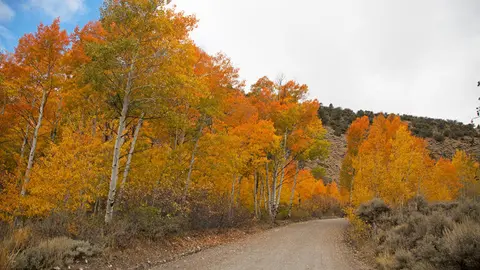 A dirt road winds through a forest of autumn trees with yellow and orange leaves.