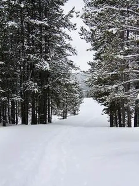 A snow-covered path running through a forest of pine trees.