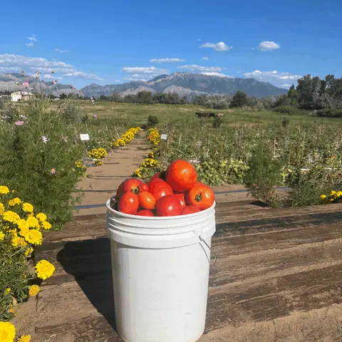 A white bucket filled with freshly picked tomatoes sits in front of a garden and mountains.